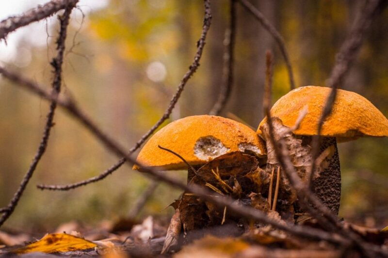 rovaniemi-forest-foraging-adventure-pick-prepare-savor