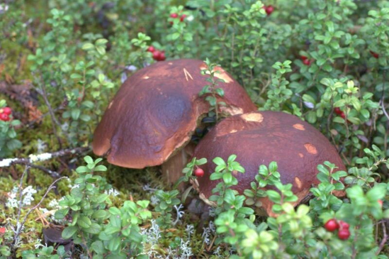 rovaniemi-forest-foraging-adventure-pick-prepare-savor