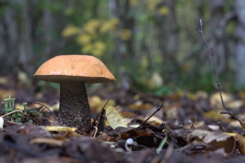 rovaniemi-forest-foraging-adventure-pick-prepare-savor