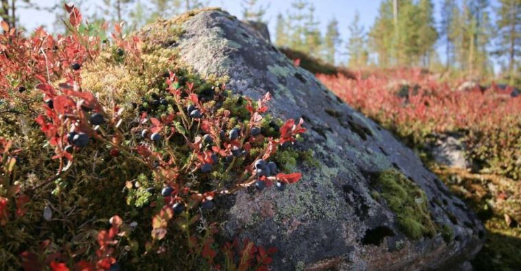 rovaniemi-forest-foraging-adventure-pick-prepare-savor