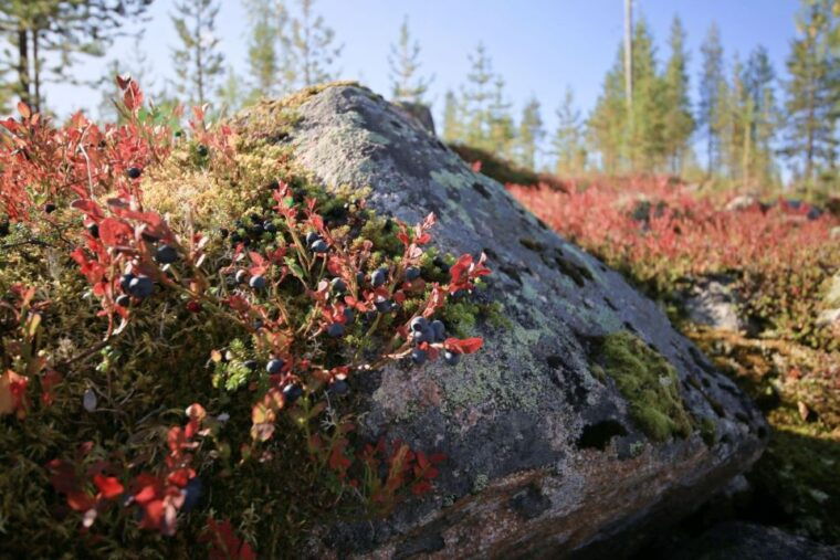 rovaniemi-forest-foraging-adventure-pick-prepare-savor