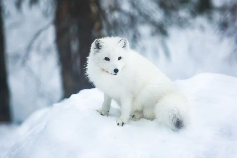 rovaniemi-full-day-highlights-tour-with-buffet-lunch