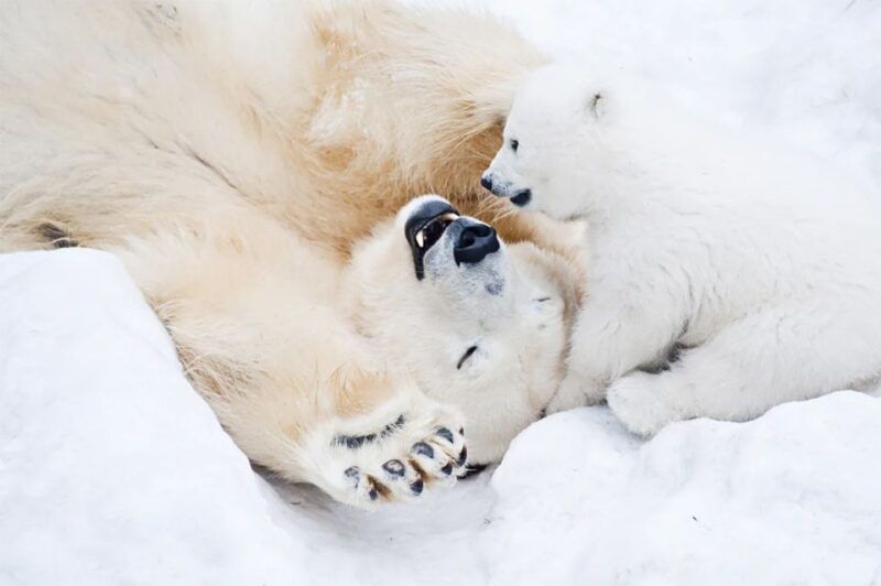 rovaniemi-full-day-highlights-tour-with-buffet-lunch