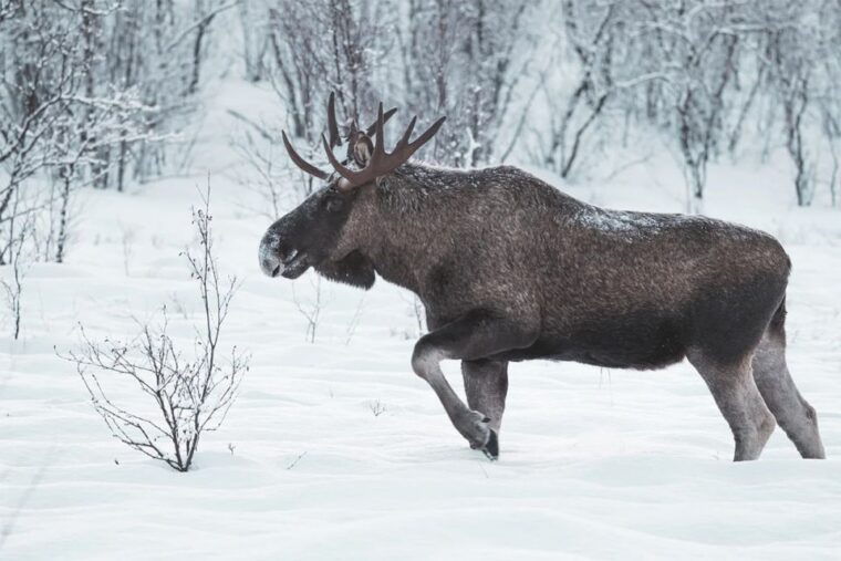 rovaniemi-full-day-highlights-tour-with-buffet-lunch