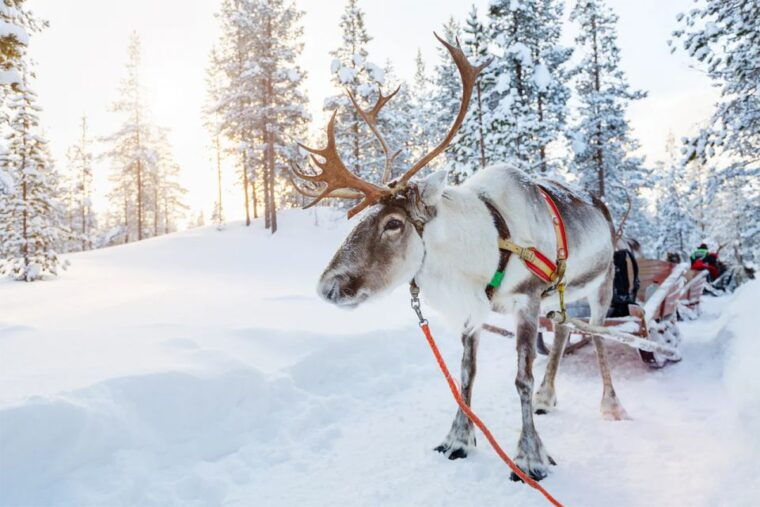 rovaniemi-full-day-highlights-tour-with-buffet-lunch