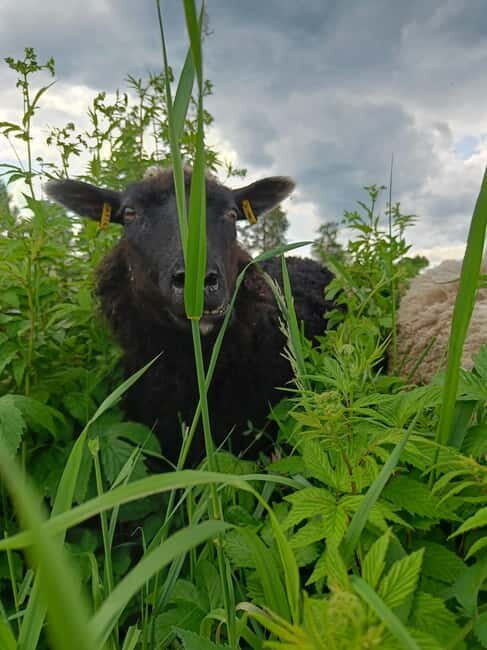 Rovaniemi: Guided Tour to a Sheep Farm in Lapland - The Itinerary: What to Expect from Start to Finish