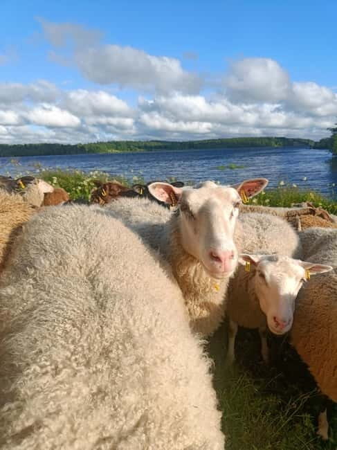Rovaniemi: Guided Tour to a Sheep Farm in Lapland - Practical Details and Considerations