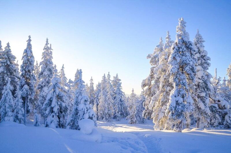 rovaniemi-guided-wilderness-snowmobile-ride