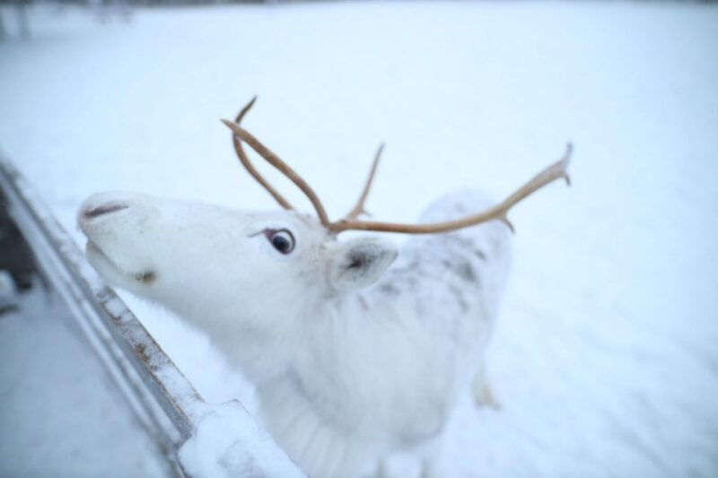 rovaniemi-husky-and-reindeer-farm-visit-with-sleigh-rides