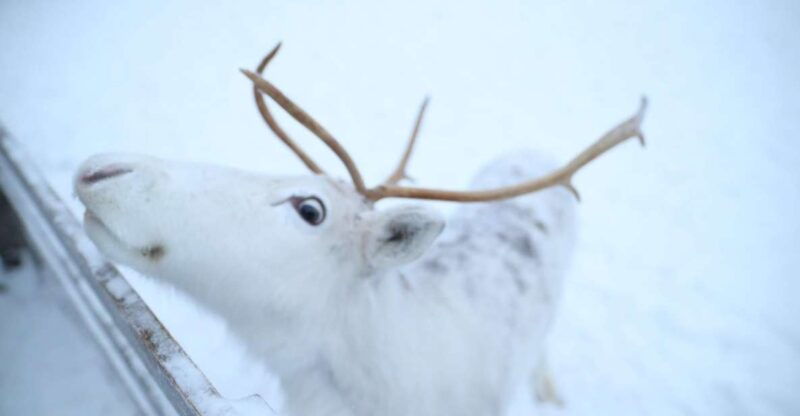 rovaniemi-husky-and-reindeer-farm-visit-with-sleigh-rides