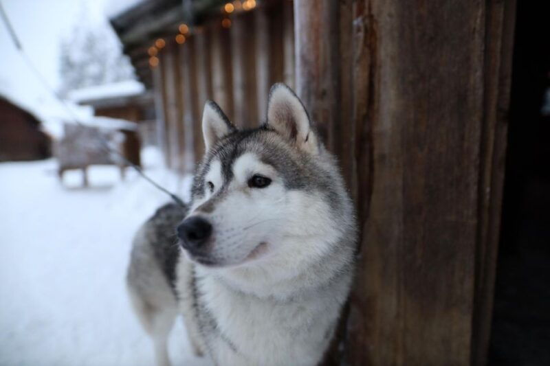 rovaniemi-husky-and-reindeer-farm-visit-with-sleigh-rides