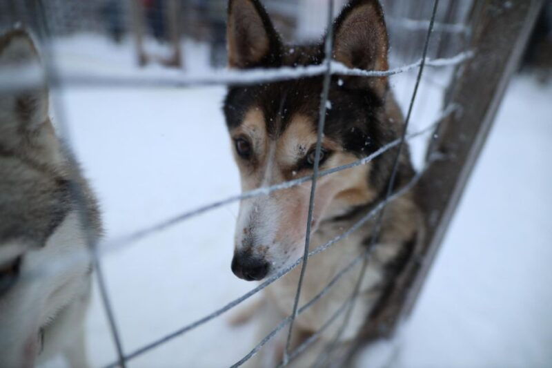 rovaniemi-husky-and-reindeer-farm-visit-with-sleigh-rides