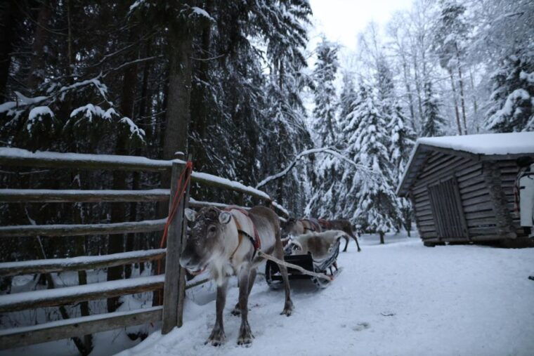 rovaniemi-husky-and-reindeer-farm-visit-with-sleigh-rides