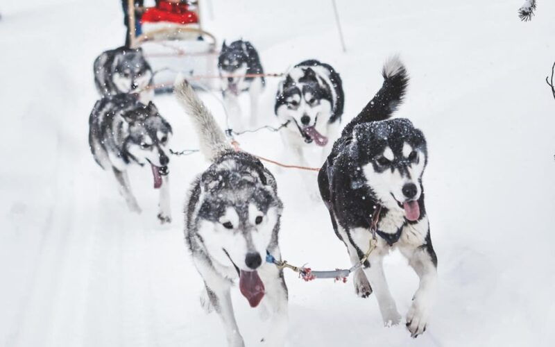 rovaniemi-husky-and-reindeer-farm-with-sleigh-ride