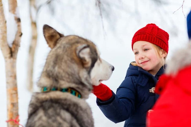 Rovaniemi: Husky Farm and Reindeer Experience - Who Will Love This Tour?