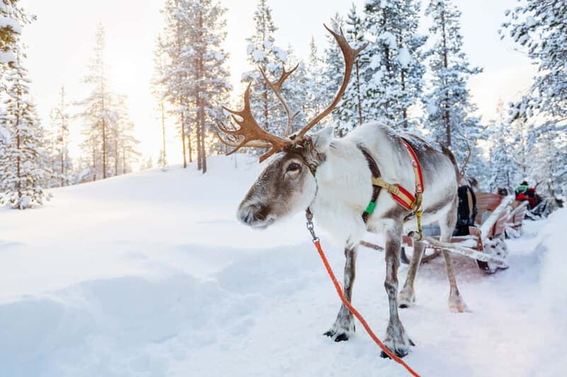 Rovaniemi: Husky Farm and Reindeer Experience - FAQ