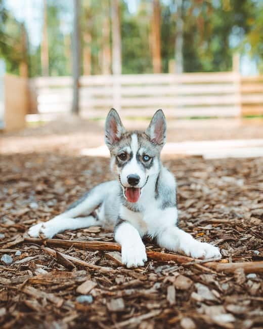 Rovaniemi: Husky Farm Visit - Who will love this tour?  