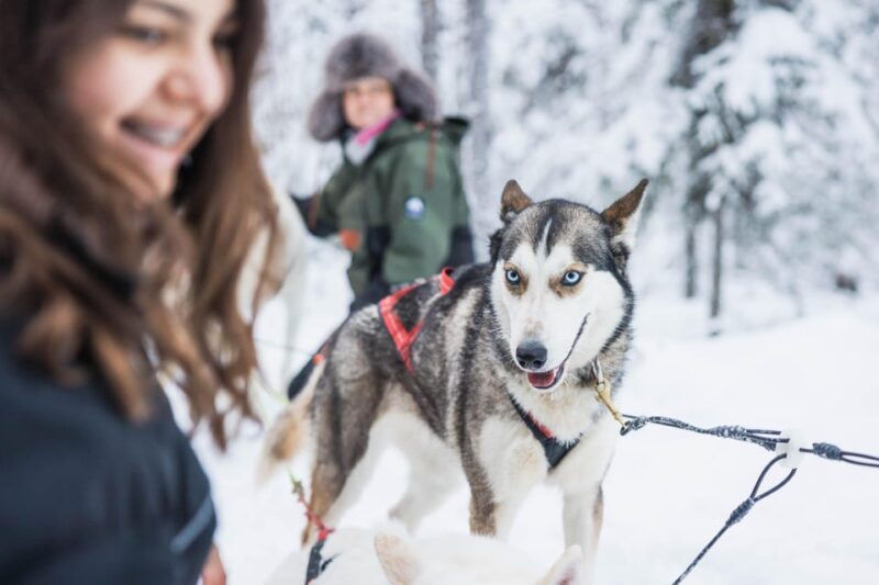 rovaniemi-husky-farm-visit-with-a-sledge-ride