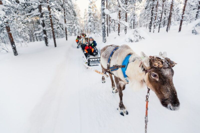 rovaniemi-husky-reindeer-farm-visit-with-snowmobile-ride