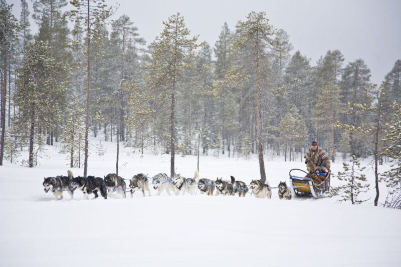 rovaniemi-husky-reindeer-farm-visit-with-snowmobile-ride