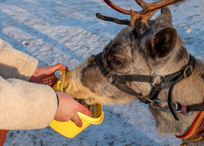 rovaniemi-husky-reindeer-farm-visit-with-snowmobile-ride