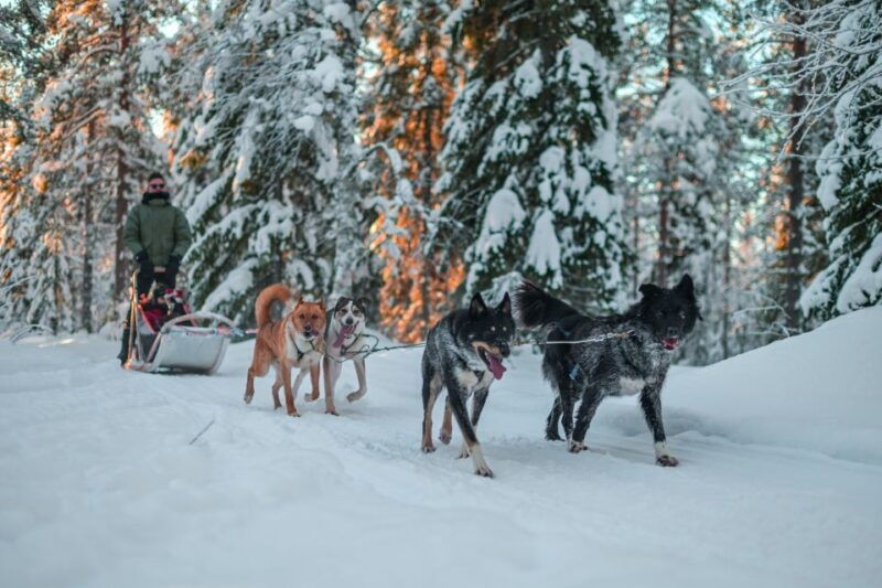 rovaniemi-husky-safari-and-snowmobile-experience