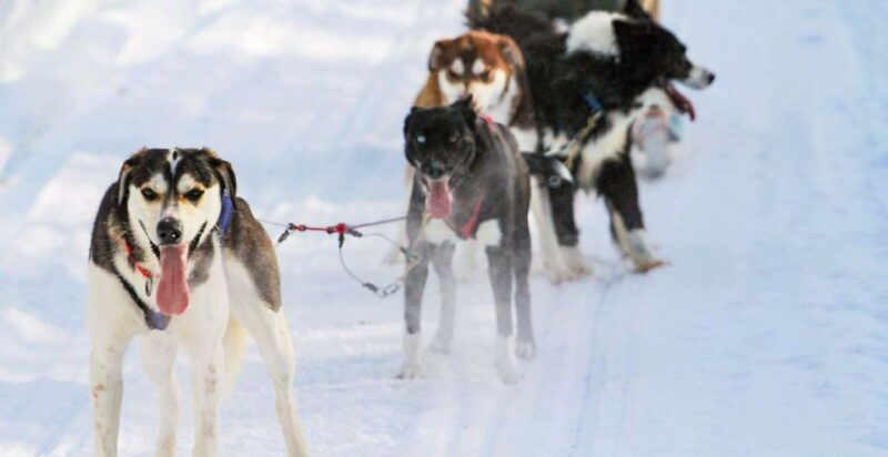 rovaniemi-husky-safari-and-snowmobile-experience