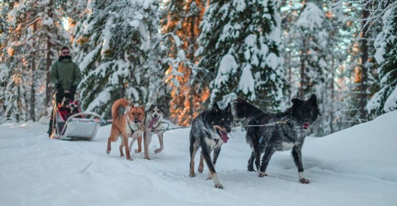 rovaniemi-husky-safari-and-snowmobile-experience