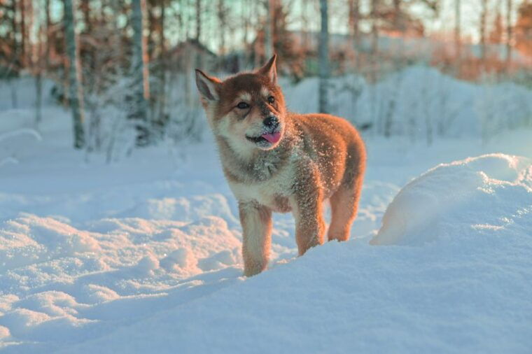 rovaniemi-husky-safari-and-snowmobile-experience