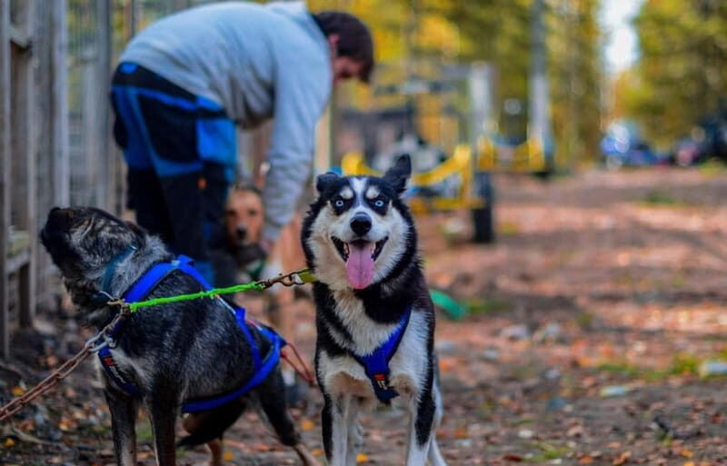 Rovaniemi: Husky Safari & Campfire BBQ  610 km SelfDrive - Key Points