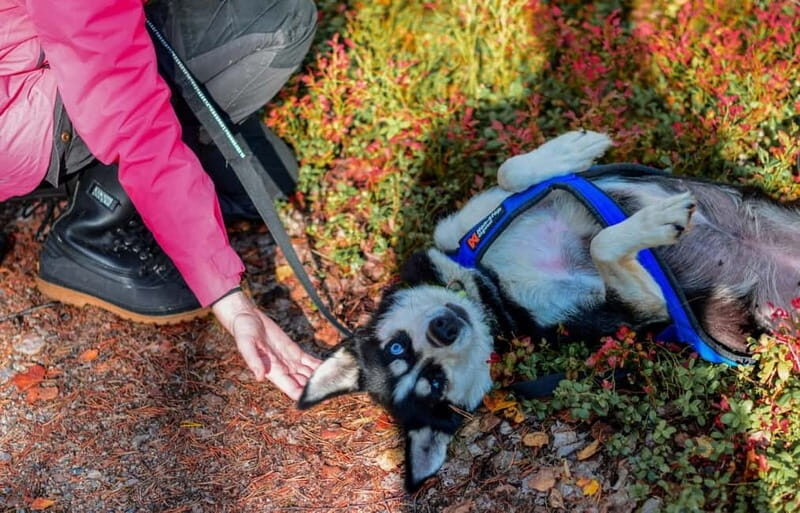 Rovaniemi: Husky Safari & Campfire BBQ  610 km SelfDrive - Why This Tour Is a Solid Choice