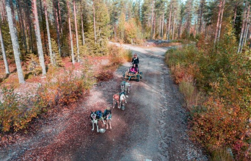 Rovaniemi: Husky Safari & Campfire BBQ  610 km SelfDrive - The Final Verdict
