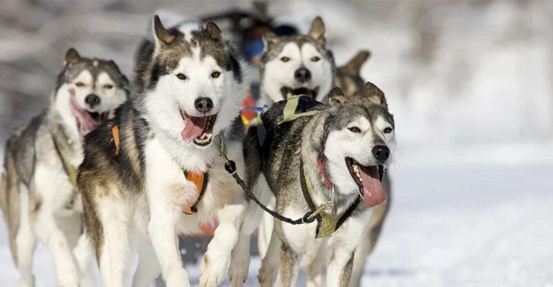 rovaniemi-husky-safari-on-a-snowy-trail