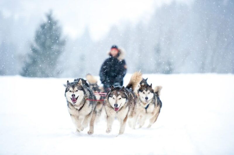 rovaniemi-husky-safari-on-a-snowy-trail