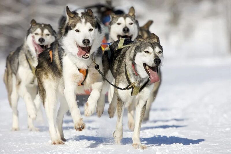 rovaniemi-husky-safari-on-a-snowy-trail