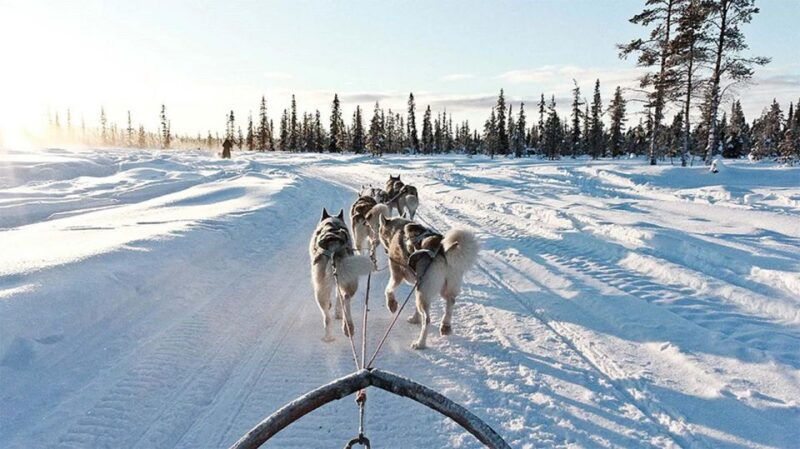 rovaniemi-husky-safari-on-a-snowy-trail