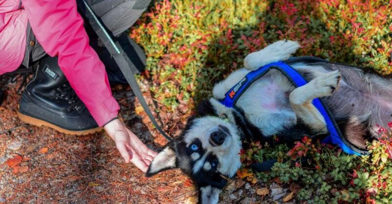rovaniemi-husky-safari-tour-6-10-km-self-driving-mushing-2