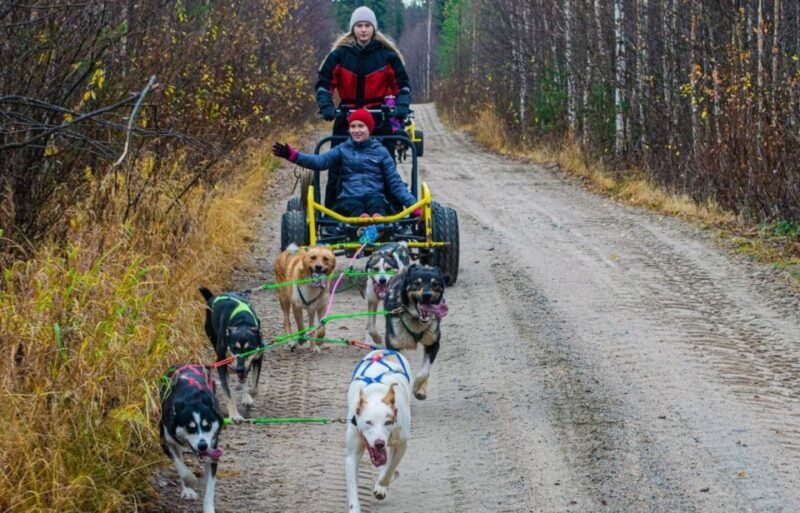 rovaniemi-husky-safari-tour-6-10-km-self-driving-mushing-2