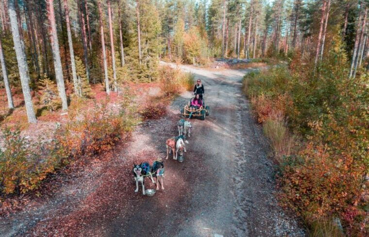 rovaniemi-husky-safari-tour-6-10-km-self-driving-mushing-2