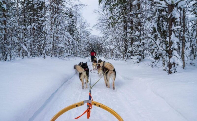 rovaniemi-husky-safari-tour-6-10-km-self-driving-mushing-3