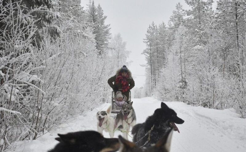 rovaniemi-husky-safari-tour-6-10-km-self-driving-mushing-3