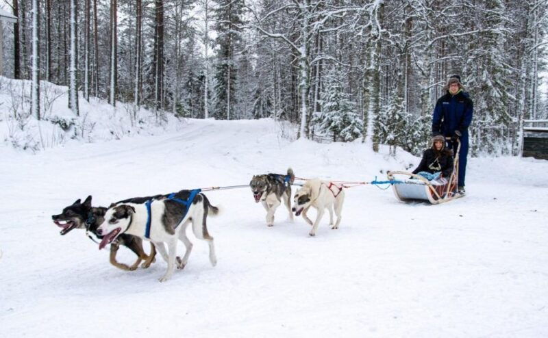 rovaniemi-husky-safari-tour-6-10-km-self-driving-mushing-3
