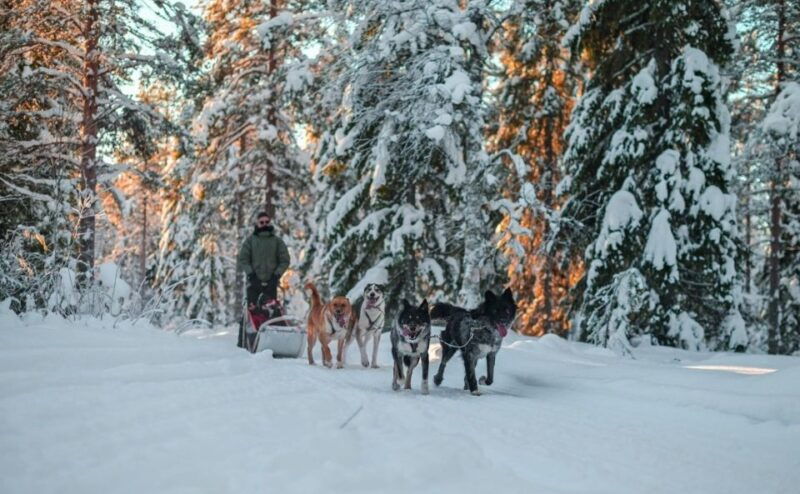 rovaniemi-husky-safari-tour-6-10-km-self-driving-mushing-3