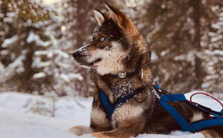 rovaniemi-husky-safari-tour-6-10-km-self-driving-mushing-3