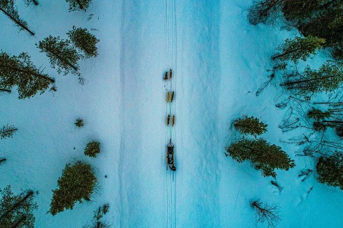 rovaniemi-husky-safari-tour-6-10-km-self-driving-mushing