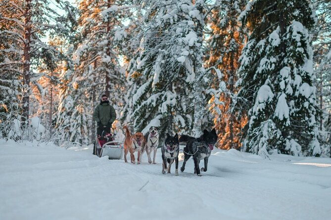 rovaniemi-husky-safari-tour-6-10-km-self-driving-mushing