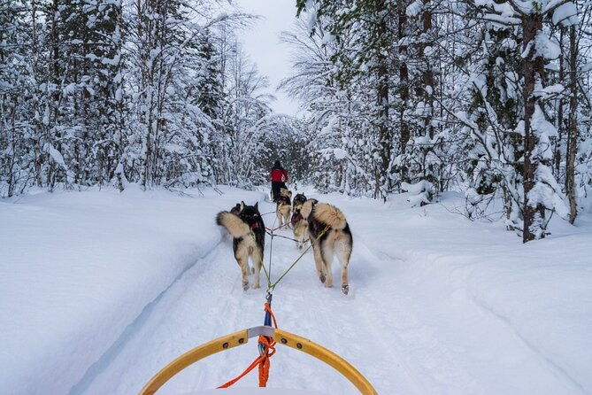rovaniemi-husky-safari-tour-6-10-km-self-driving-mushing