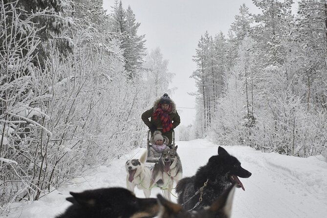 rovaniemi-husky-safari-tour-6-10-km-self-driving-mushing