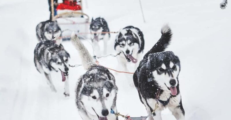 rovaniemi-husky-sled-ride-and-farm-visit-2