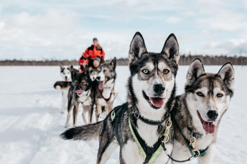 rovaniemi-husky-sled-ride-and-farm-visit-2